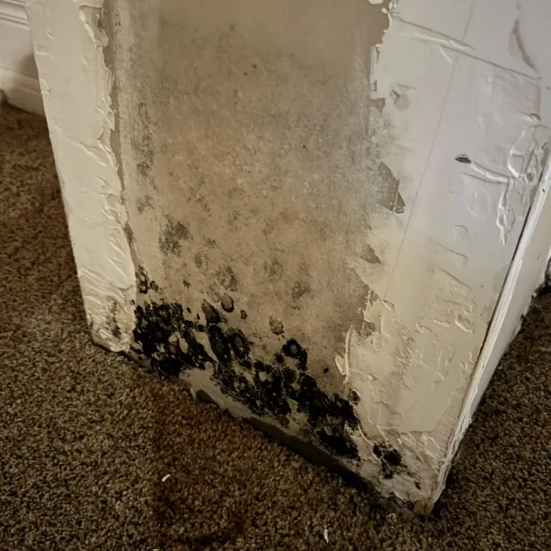 Professional Mold Removal in Westport, CT